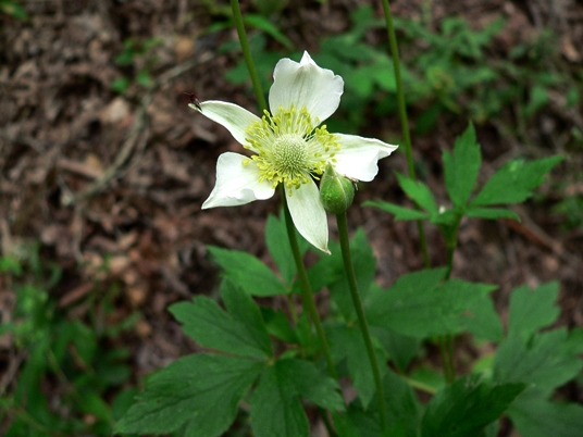 {Anemone virginiana}
